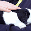Animal Care Level 1