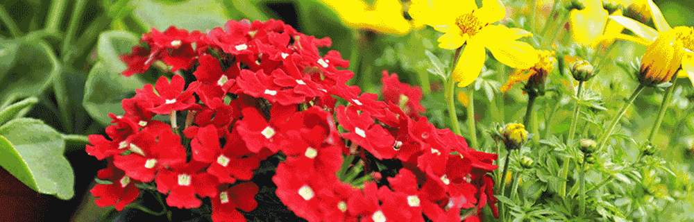 Agriculture, Horticulture and Animal Care