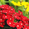 InIntroduction to Horticulture - Level 1 - Vocational Pathway (Supported Learning)